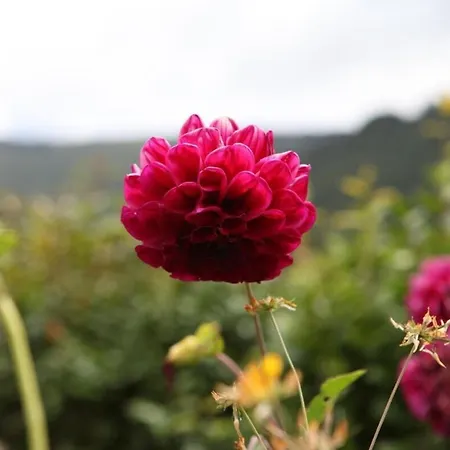 Guestready - Azores At Casa Dos Barcos Apartment